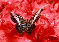 Piękny, Motyl, Kwiaty