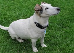 Parson Russell Terrier, Trawa