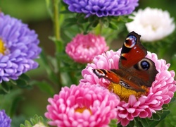 Motyl, Kolorowe, Kwiaty