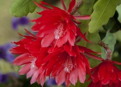 Kaktus, Czerwone, Kwiaty