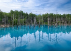 Błękitny, Staw, Hokkaido, Japonia, Drzewa