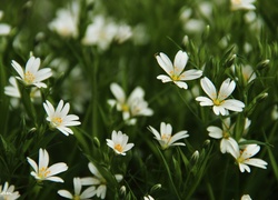 Rogownica, Białe, Kwiaty