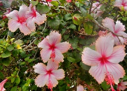 Kwiaty, Różowy, Hibiskus