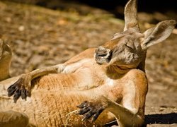 Odpoczywający, Kangur