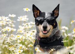 Okulary, Pies,  Australian cattle dog