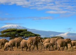 Słonie, Baobab, Góry