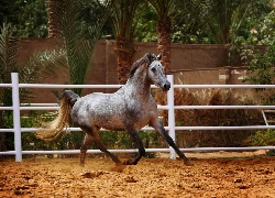 Koń, Arabski, Ogrodzenie, Palma