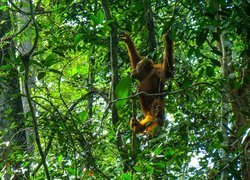 Orangutan, Las, Tropikalny, Borneo