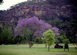 Jacaranda, Łąka, Góry