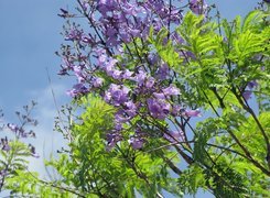 Jacaranda, Mimozolistna