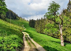 Droga, Zbocze, Drzewa, Szwajcaria