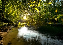 Rzeka, Drzewa, Promienie, Słońca