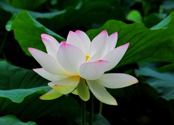 Biały, Kwiat, Lotosu