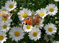 Margerytki, Motyl, Rusałka pawik