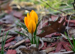 Żółty, Krokus