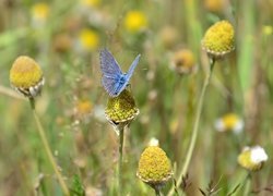 Niebieski, Motyl, Roślinność
