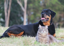 Rottweiler, Kot, Łąka, Park