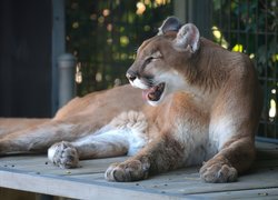 Puma, Zoo