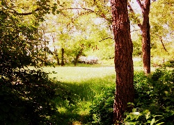 Park Moczydło, Warszawa, Stolica, Park, Drzewa, Trawa