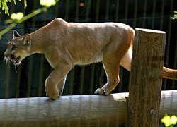 Puma, Zoo