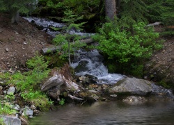 Górski, Potok, Las, Kamienie, Krzewy