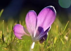 Fioletowy, Krokus, Trawa