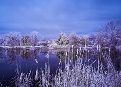Jezioro, Drzewa, Tatarak, Śnieg