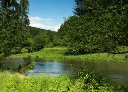 Drzewa, Rzeka, Trawa