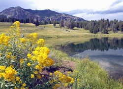 Stany Zjednoczone, Park Narodowy Yellowstone, Montana,  Kwiaty, Jeziorko, Góry