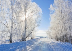 Zima, Drzewa, Droga, Przebijające, Światło