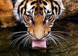 Tygrys, Język, Woda