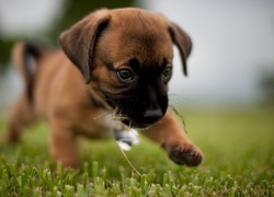 Szczeniaczek, Trawa, Bullmastiff