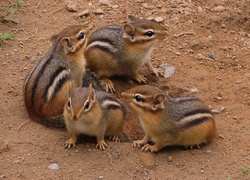 Cztery, Chipmunki, Rodzinka