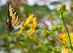 Motyl, Żółty, Kwiat