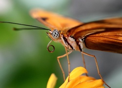 Pomarańczowy, Motyl, Żółty, Kwiat