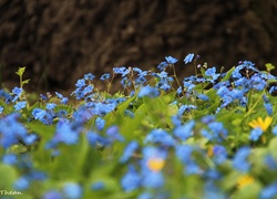 Ułudka Wiosenna, Niebieskie, Kwiatki