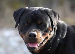 Rottweiler, Język