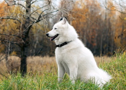 Siberian Husky, Las