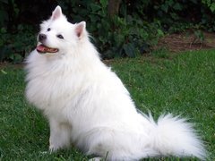 Biały, Piesek, American Eskimo Dog