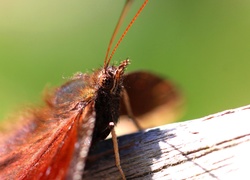 Motyl, Powierzchnia