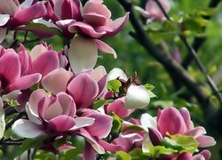 Różowa, Magnolia