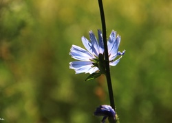 Niebieski, Kwiat, Cykoria