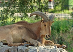 Kozioł, Rogi