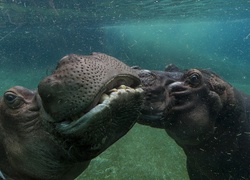 Hipopotamy, Woda
