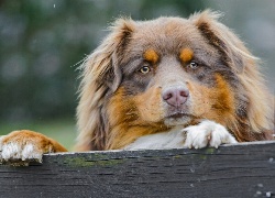 Piesek, Łapki, Deska, Owczarek australijski