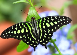 Motyl, Niebieski, Kwiat