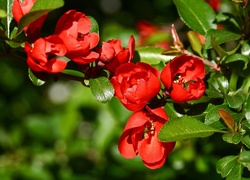 Pigwa, Czerwone, Kwiaty