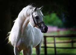 Biały, Koń, Arab