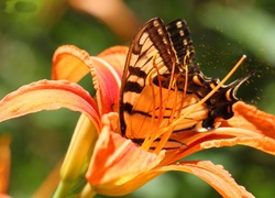 Motyl, Pomarańczowa, Lilia