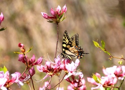 Różowe, Kwiaty, Motyl